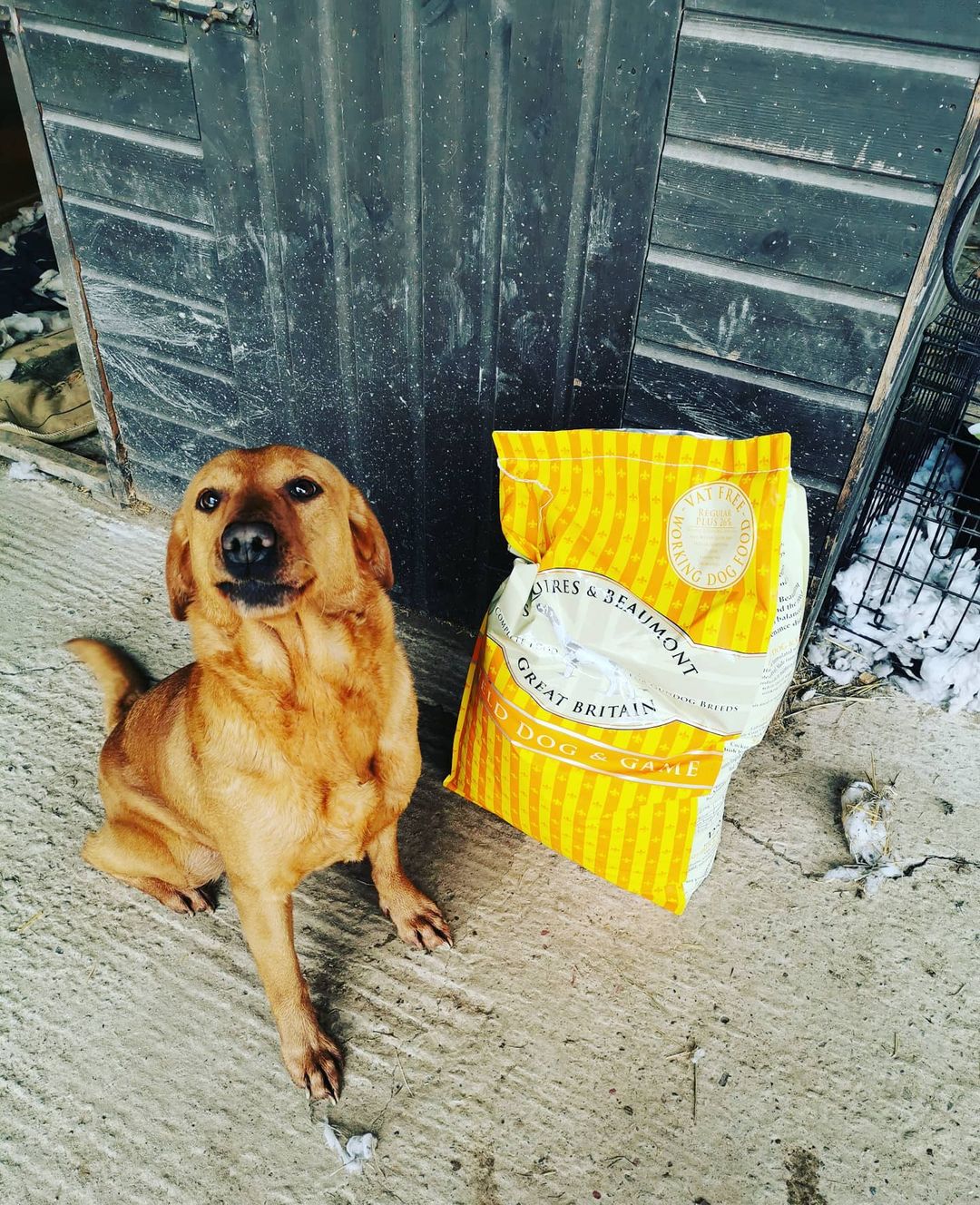 Dog with Food