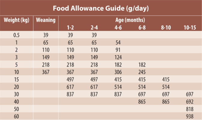 Puppy Feeding Guide