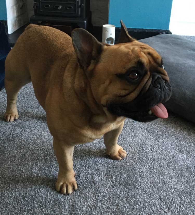 French Bulldog