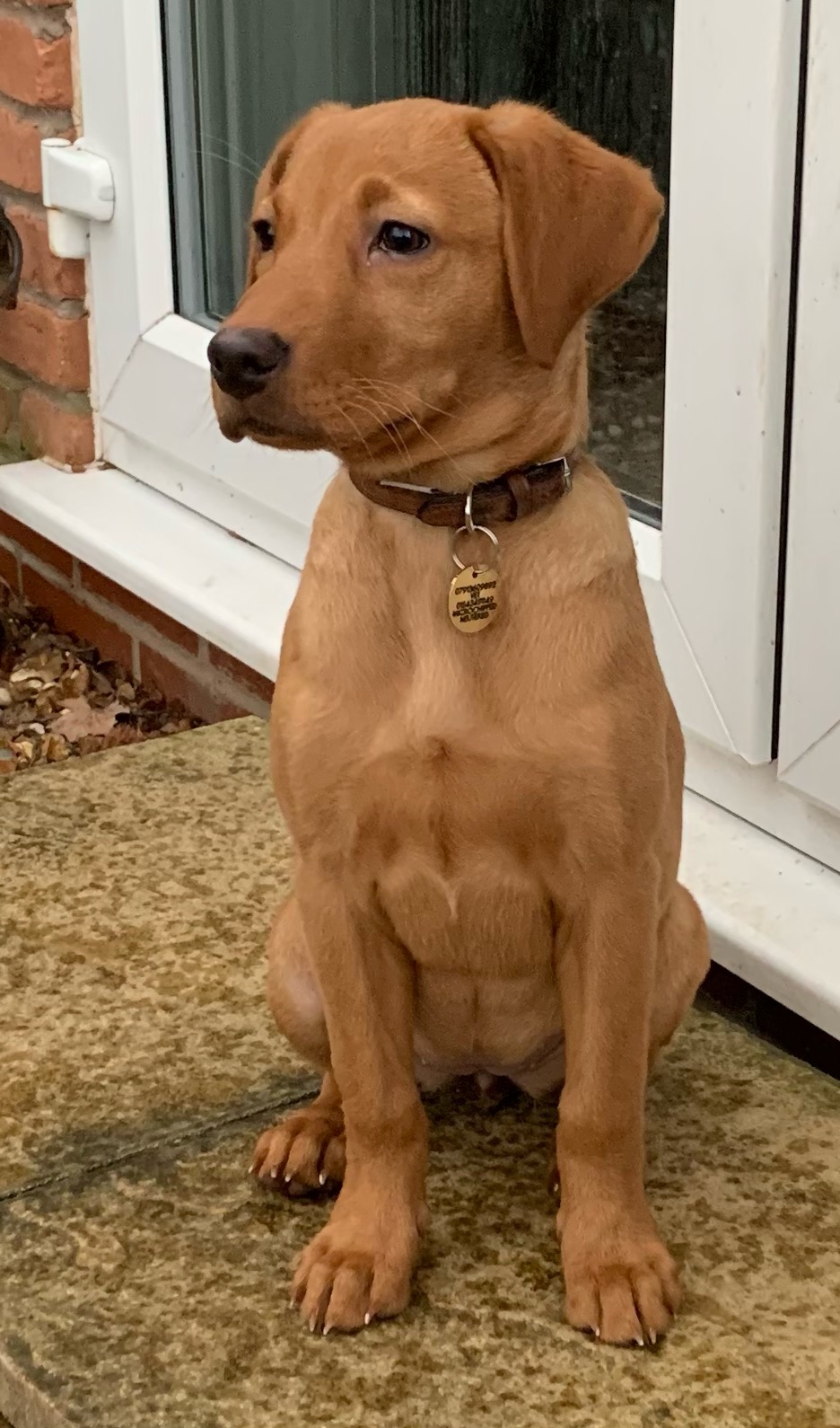 Golden Labrador