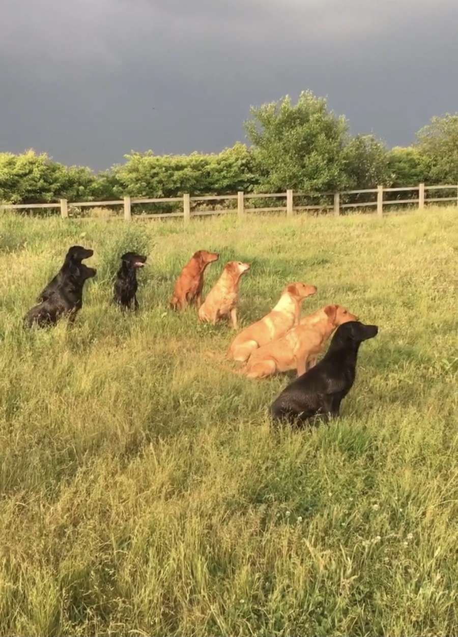 Labradors