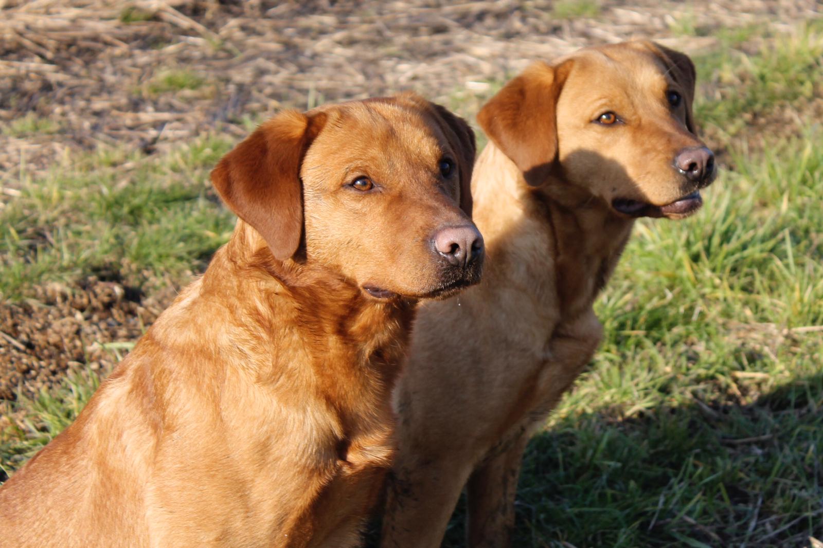 Labradors