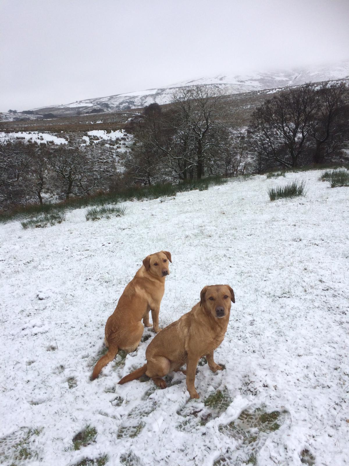 Labradors