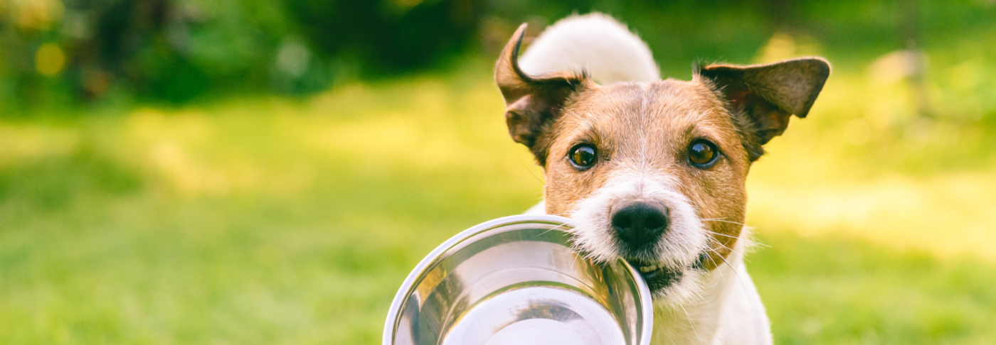 Dog holding food bowl